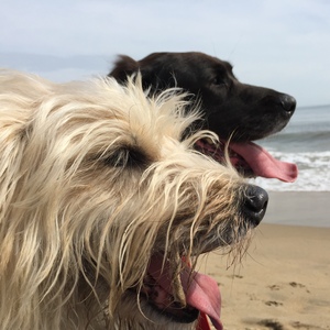 Fundraising Page: Daisy & Abby MacKenzie